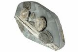 Fossil Ichthyosaurus Bones with Ammonites - Whitby, England #240843-2